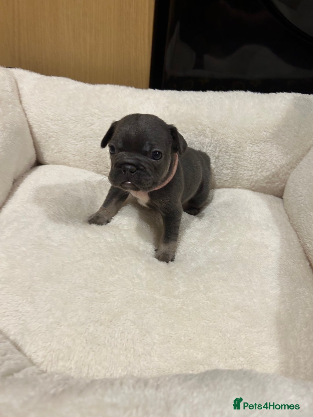 French Bulldog dogs for sale: 5⭐️ french bulldog pups 🐾 - Image 24