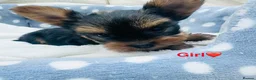 Yorkshire Terrier dogs for sale: Miniature yourkshire terrier - Advert 7