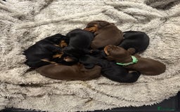 Miniature Dachshund dogs for sale: Miniature dachshund puppies. KC REG, PRA CLEAR 🥰 - Advert 12