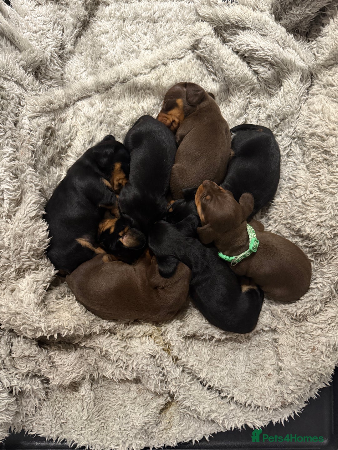 Miniature Dachshund dogs for sale: Miniature dachshund puppies. KC REG, PRA CLEAR 🥰 - Advert 12