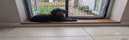 Double Doodle dogs for sale: Double doodle puppies (labradoodle/goldendoodle)🐶 - Advert 8