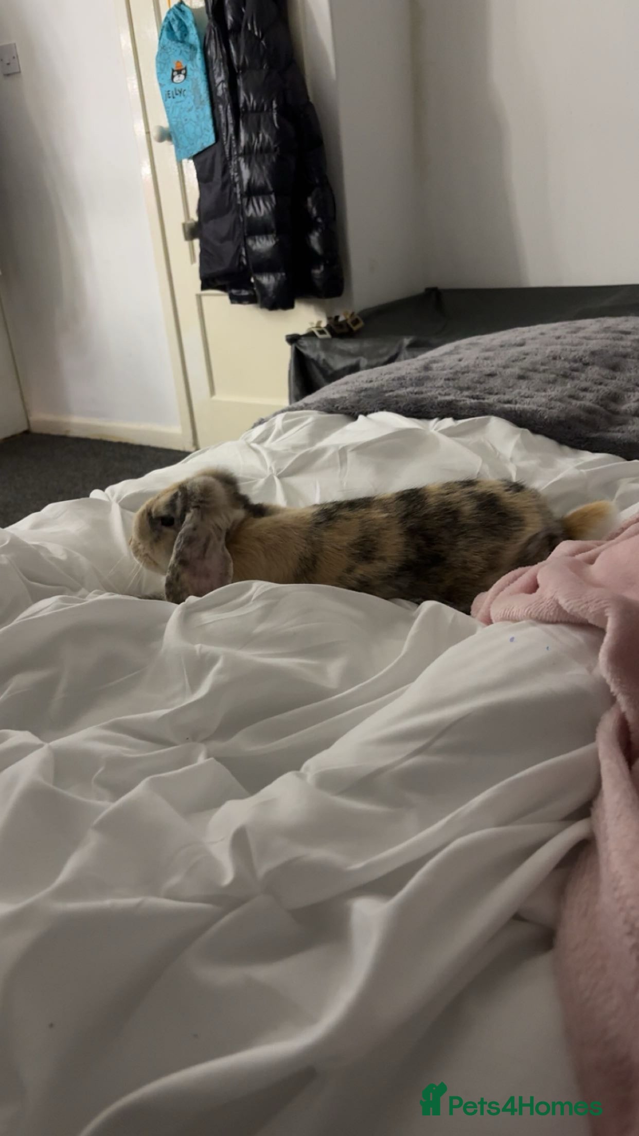 Mini Lop rabbits rabbit under 1 year old - Advert 2