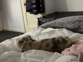 Mini Lop rabbits rabbit under 1 year old - Advert 6