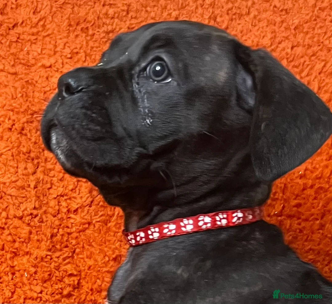 Cane Corso dogs for sale: Cane Corso Puppies  - Advert 19