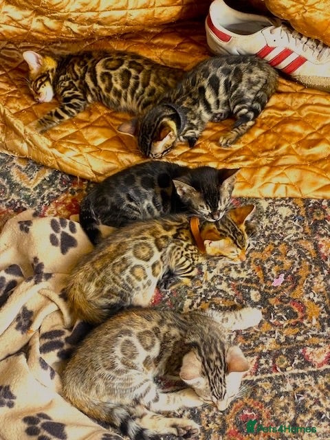 Bengal cats  Full Pedigree Rosetted Bengal Kittens for Sale - Advert 12