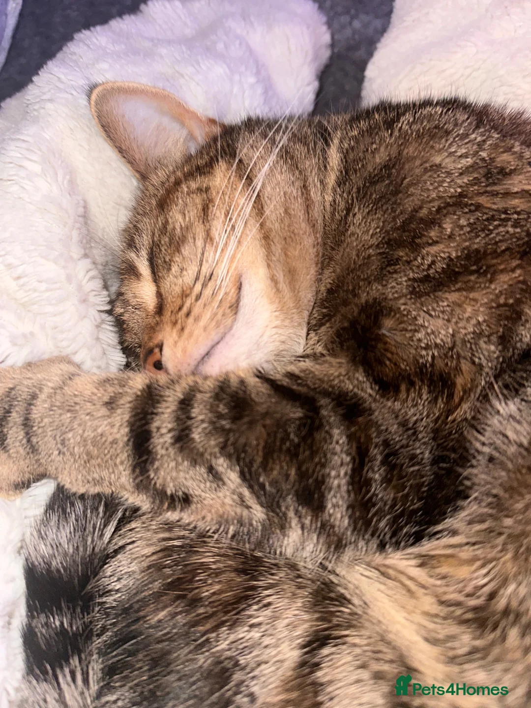 British Shorthair cats for sale: Two British shorthair cats - Advert 1
