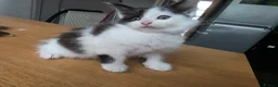 British Longhair cats for sale: Black and white kitten in Stockport - Advert 3