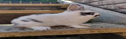 Netherland Dwarf rabbits for sale: Netherland dwarf buck - Advert 2