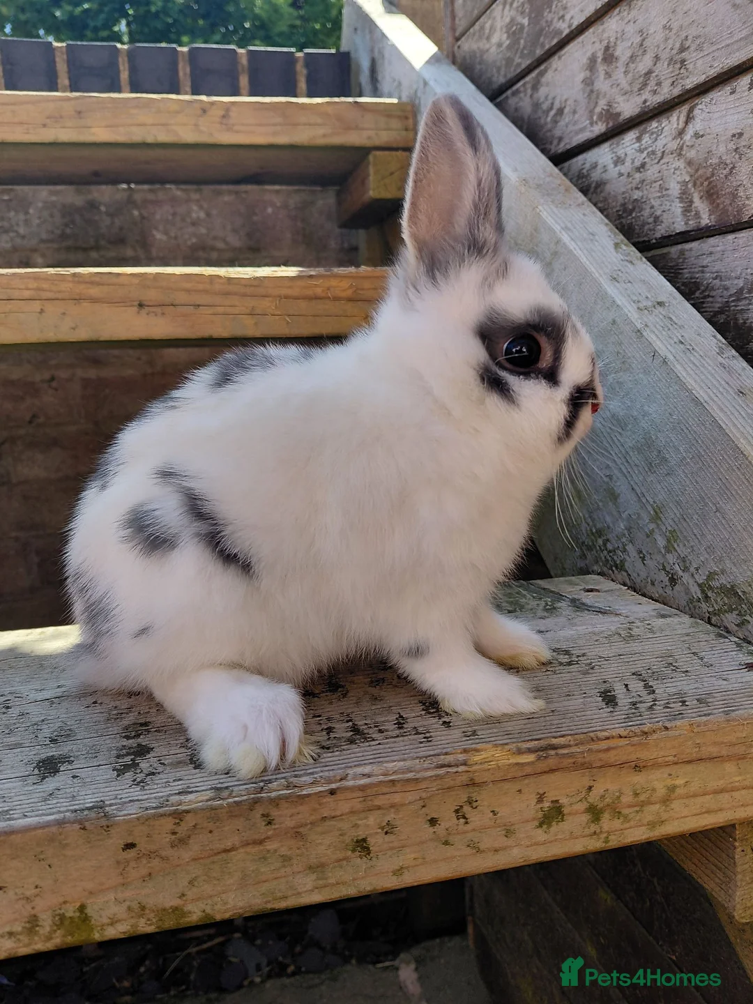 Netherland Dwarf rabbits for sale: Netherland dwarf buck - Advert 2
