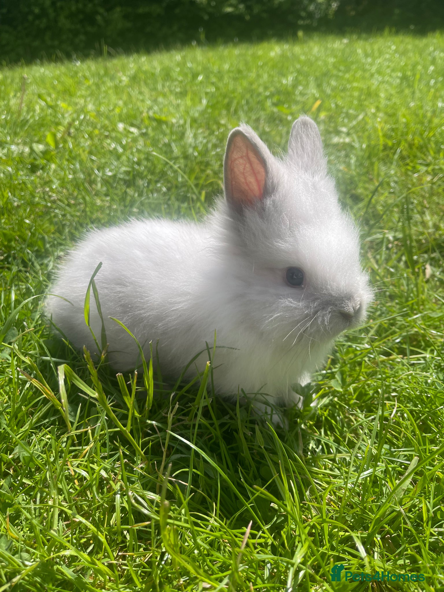 Lionhead rabbits Adorable Lionhead Bunnies - Advert 3