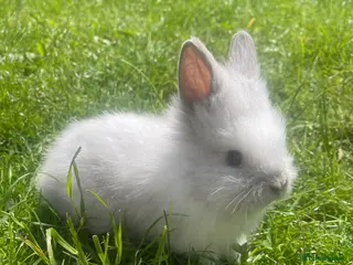 Lionhead rabbits Adorable Lionhead Bunnies - Advert 3