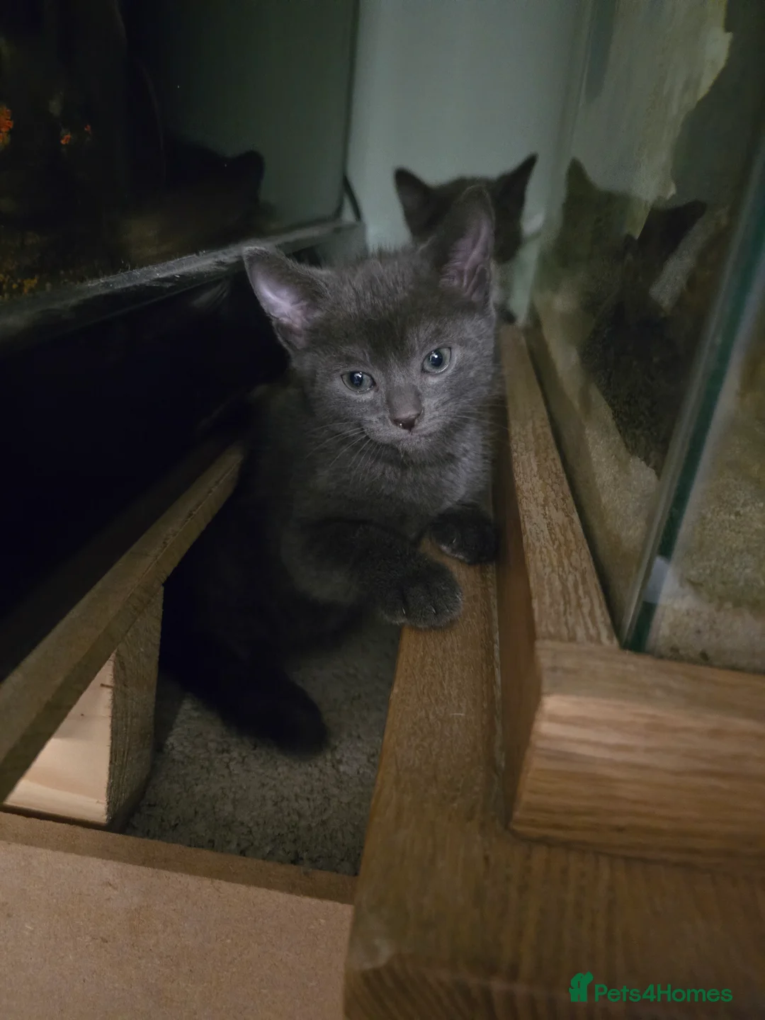 Mixed Breed cats for sale: british short haired mix. - Advert 3