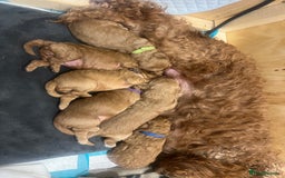Cockapoo dogs for sale: Beautiful cockerpoo puppies  - Image 19