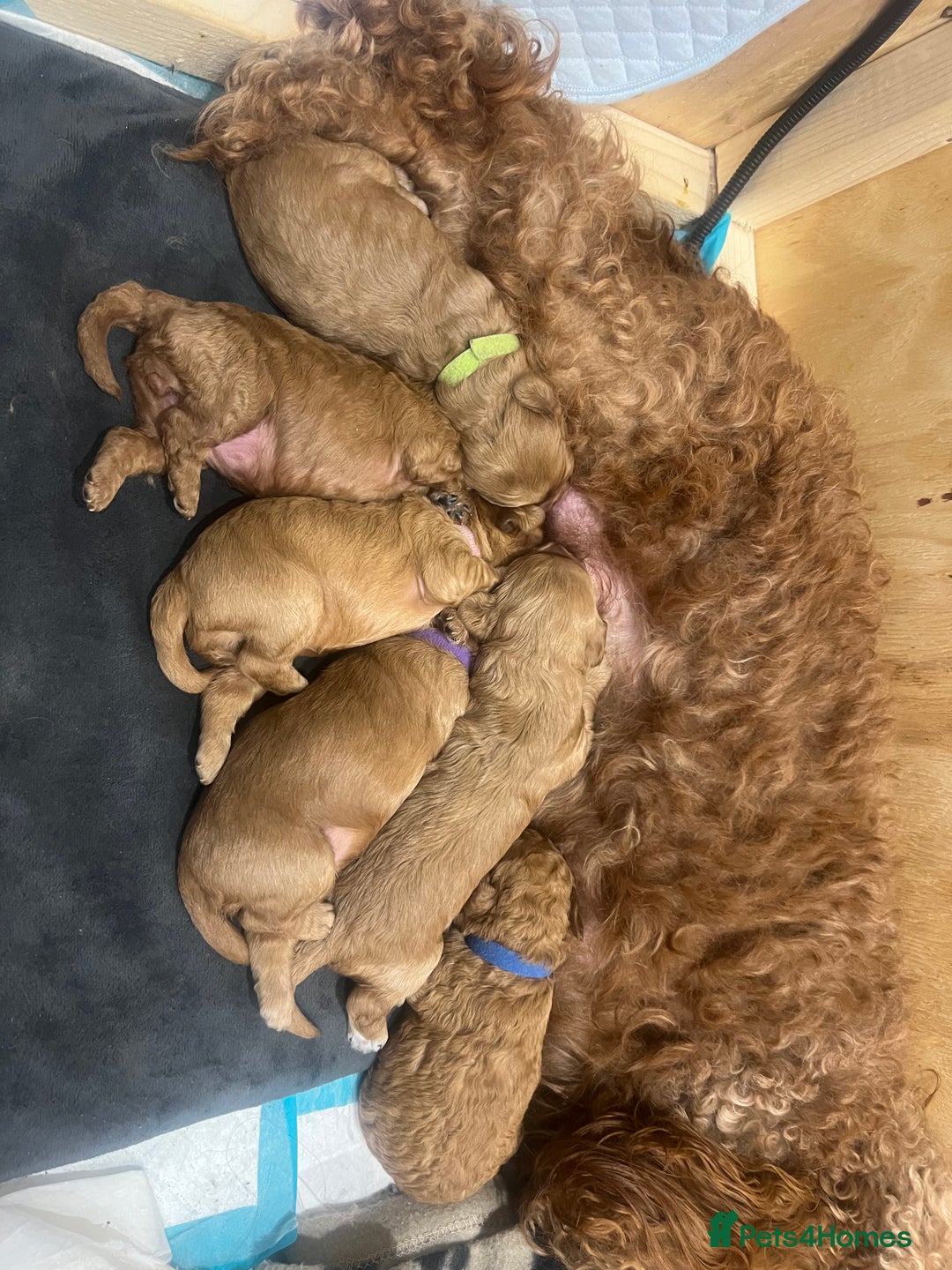 Cockapoo dogs for sale: Beautiful cockerpoo puppies  - Image 19