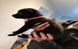 Belgian Shepherd Dog dogs for sale: Belgian malinois - Image 8