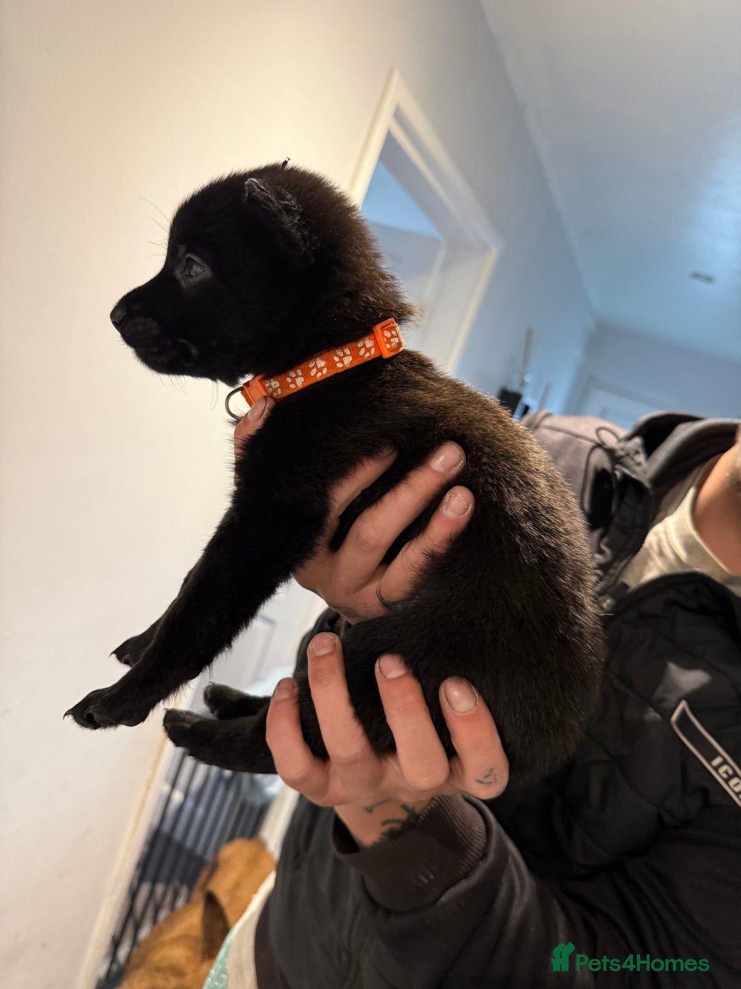Belgian Shepherd Dog dogs for sale: Belgian malinois - Image 8