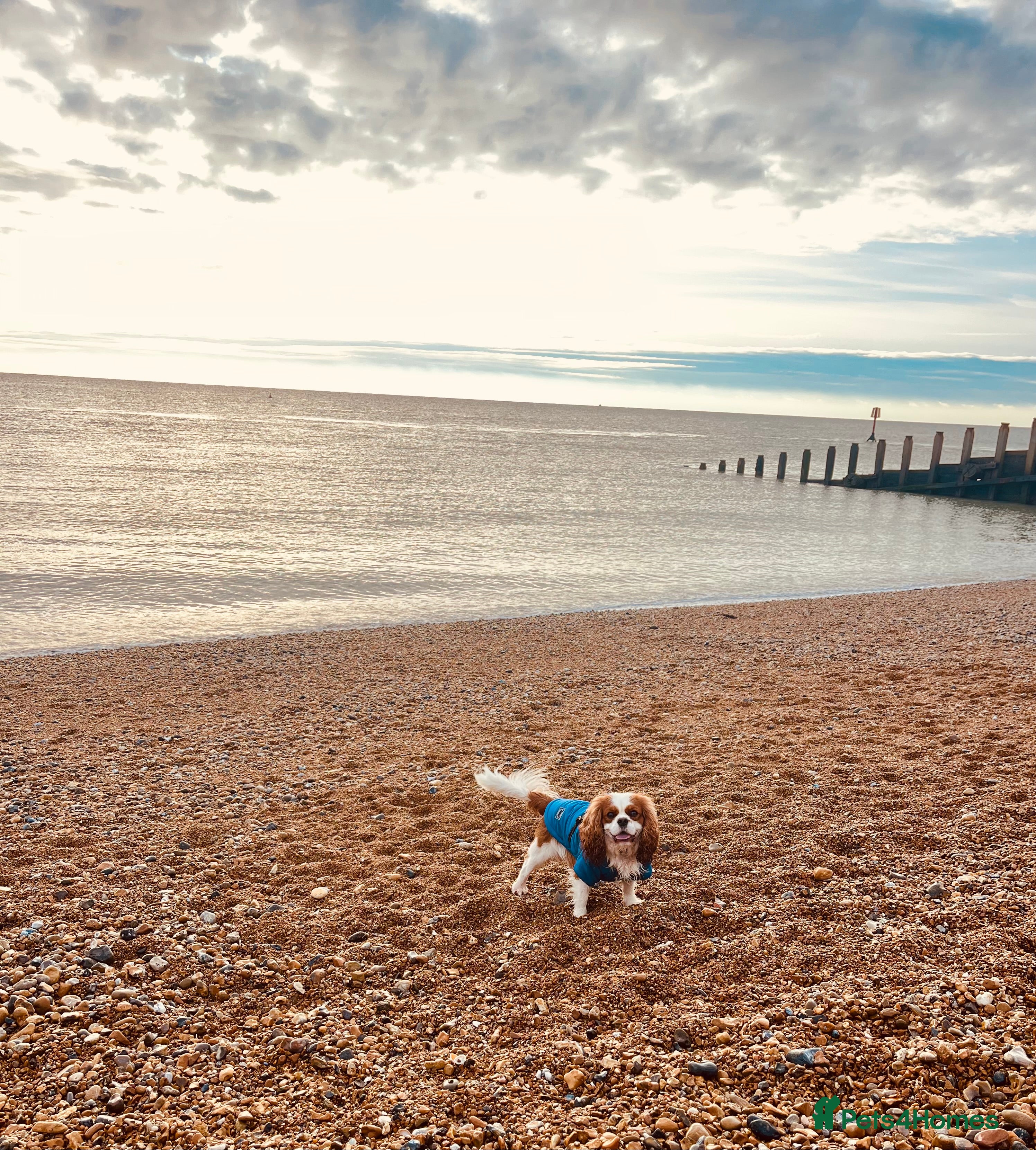 Cavalier King Charles Spaniel dogs KC Reg Cavalier King Charles Spaniel for Stud in Eastbourne - Advert 3