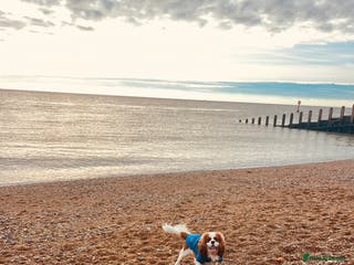 Cavalier King Charles Spaniel dogs KC Reg Cavalier King Charles Spaniel for Stud in Eastbourne - Advert 3
