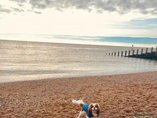 Cavalier King Charles Spaniel dogs KC Reg Cavalier King Charles Spaniel for Stud in Eastbourne - Advert 7