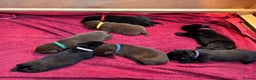 Labrador Retriever dogs for sale: Labrador Puppies – Black & Chocolate  - Advert 5