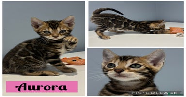 Bengal cats - Advert 7