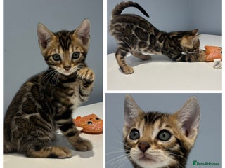 Bengal cats - Advert 16