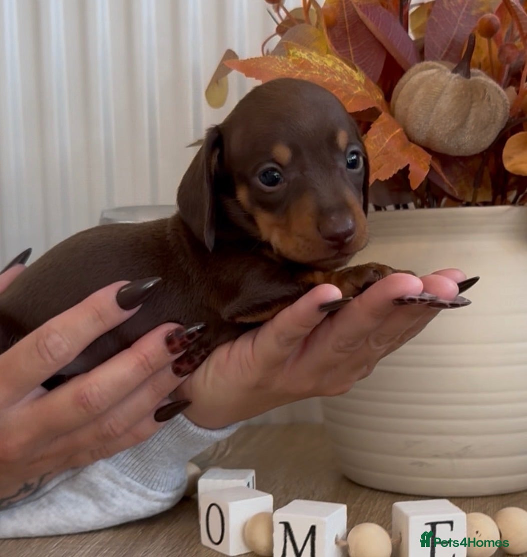 Miniature Dachshund dogs 🐾 6 BEAUTIFUL SMOOTH-HAIRED MINIATURE DACHSHUNDS - Advert 1