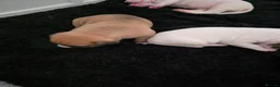 American Bulldog dogs for sale: American bull.dog puppies  in Wigan - Advert 18