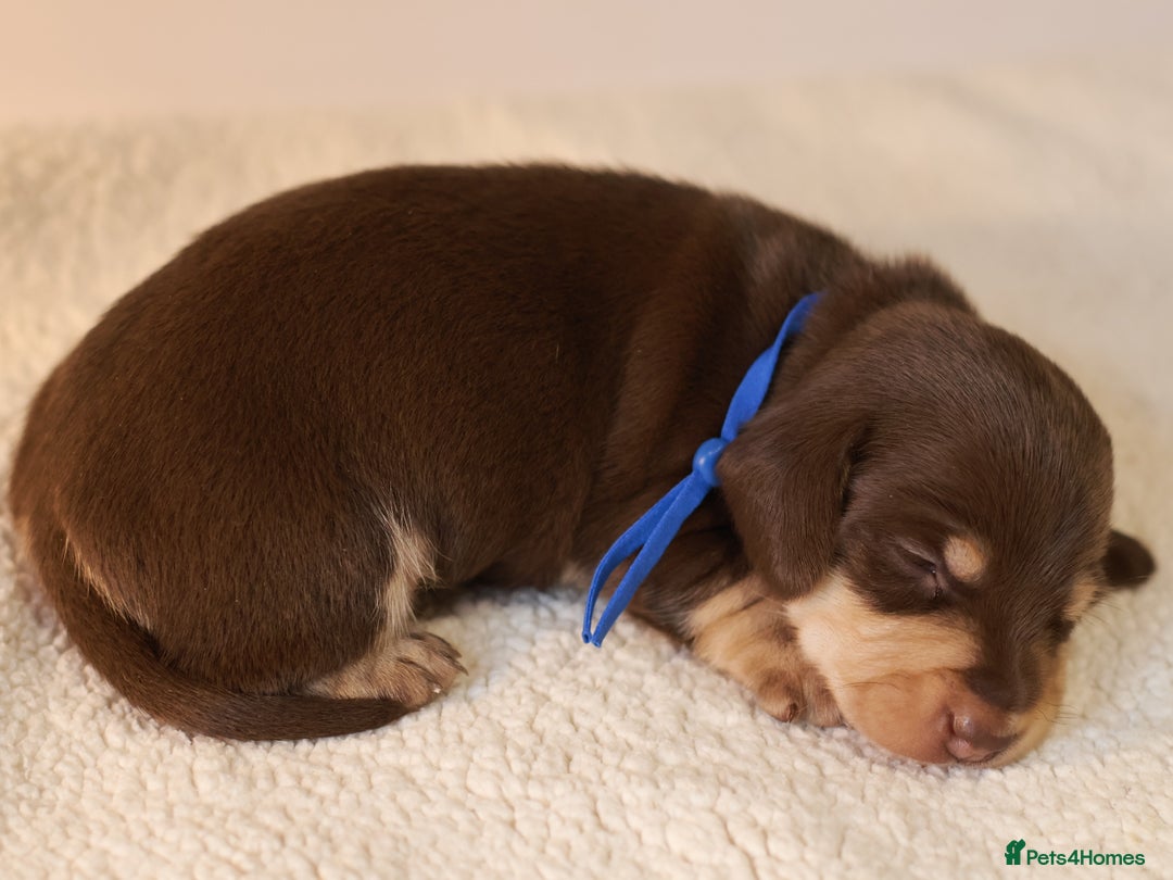 Miniature Dachshund dogs for sale: 5*Licensed+KC+PRAclear+VETchecked+Chocolate&Cream - Advert 26