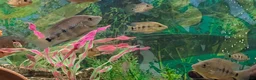 Cichlids fish for sale: Rare Bocourti X Red Parrot Hybrid juvenile  - Advert 4