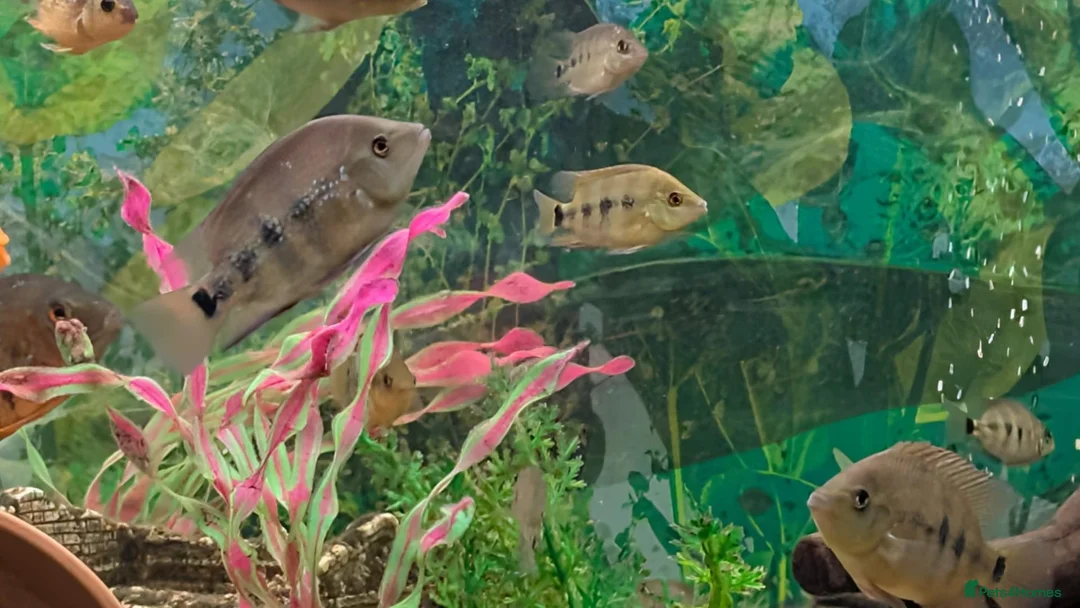 Cichlids fish for sale: Rare Bocourti X Red Parrot Hybrid juvenile  - Advert 4