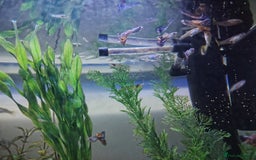 Live Bearers fish for sale: Female and baby fantail guppies.  in Warwick - Image 5