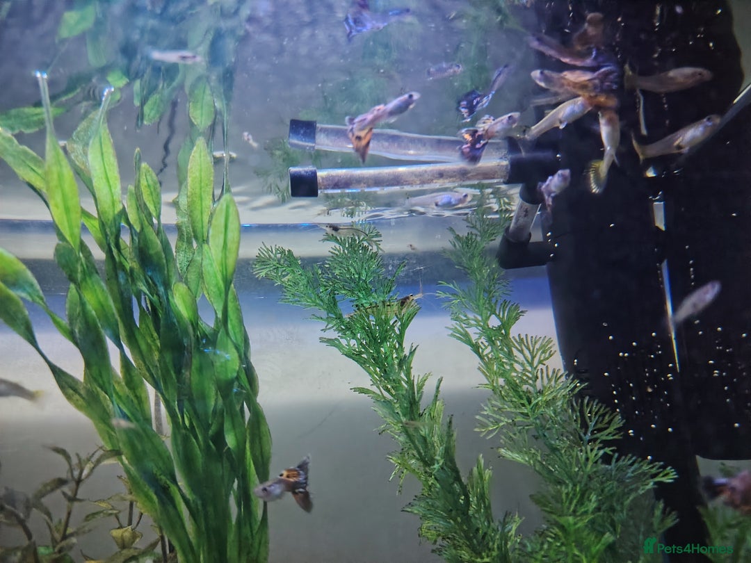 Live Bearers fish for sale: Female and baby fantail guppies.  in Warwick - Image 5