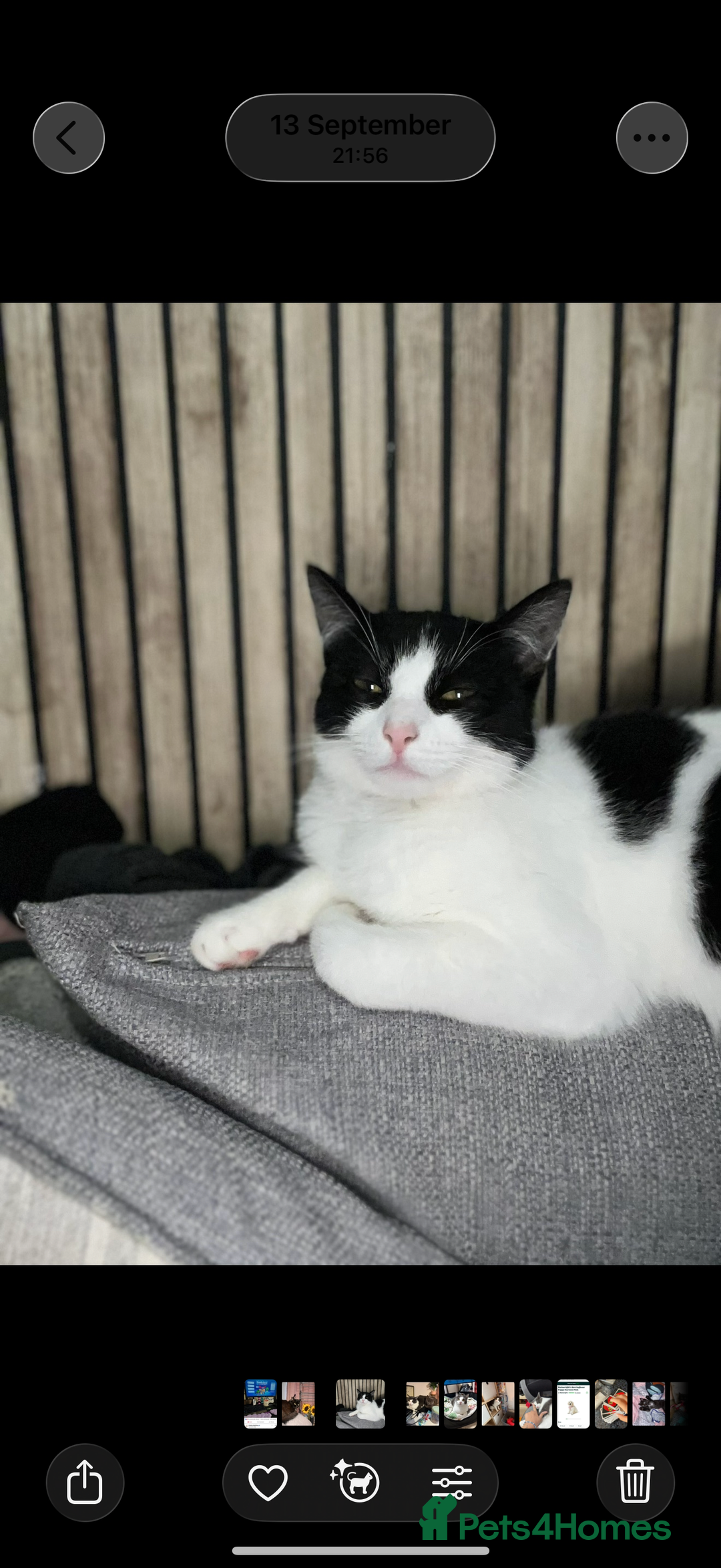 Domestic Shorthair cats for sale: Kittens for sale - Advert 1