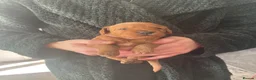 Mini Goldendoodle dogs for sale: Goldendoodle puppies  - Advert 31