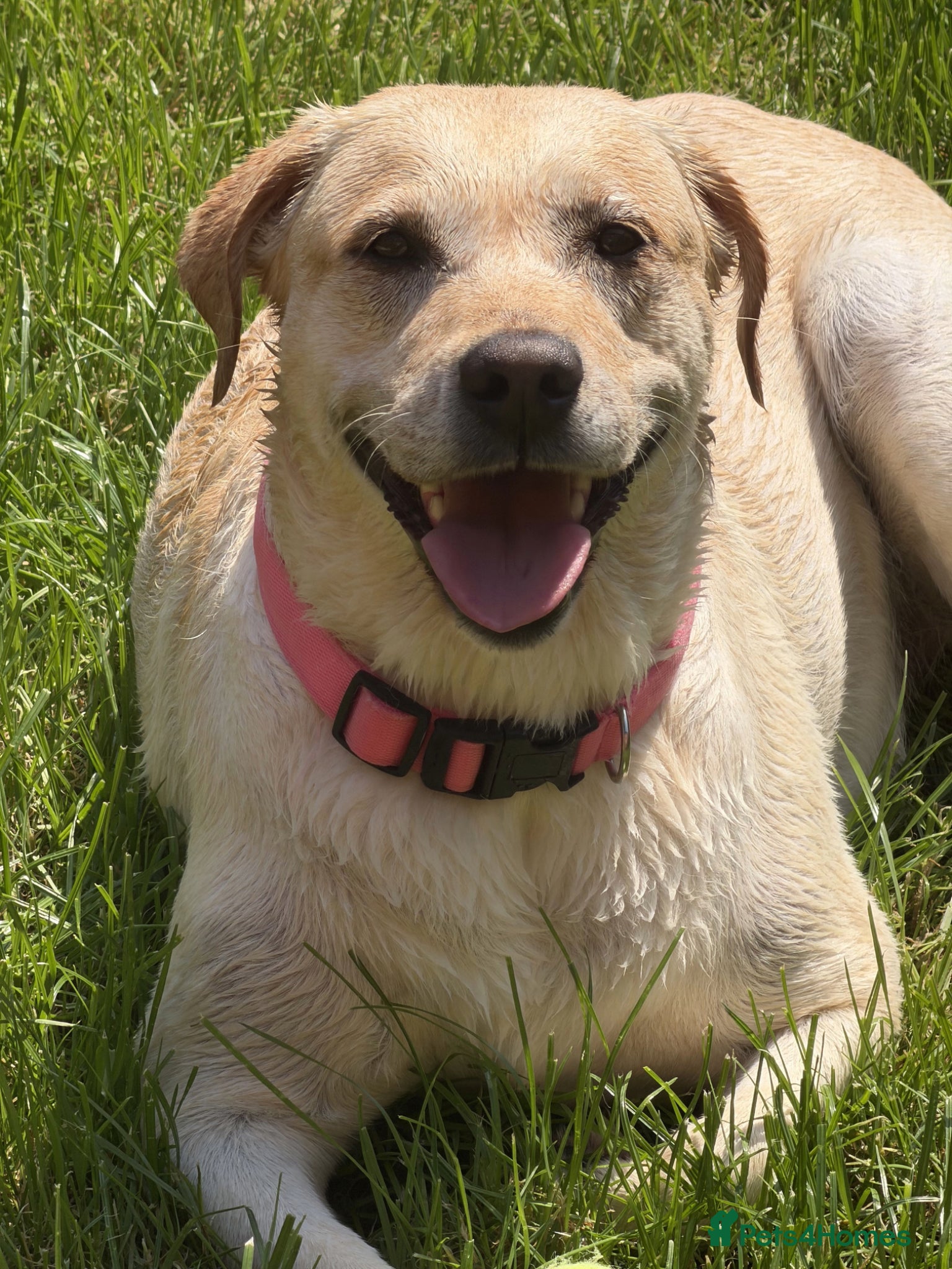 Labrador Retriever dogs for sale: Bella – 5-year-old Labrador looking for a new home in Doncaster - Advert 2