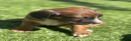 Mixed Breed dogs for sale: Cocker X Collie Puppies - Advert 6