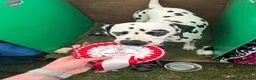 Dalmatian dogs for stud: KC Reg Dalmatian for stud  - Advert 13