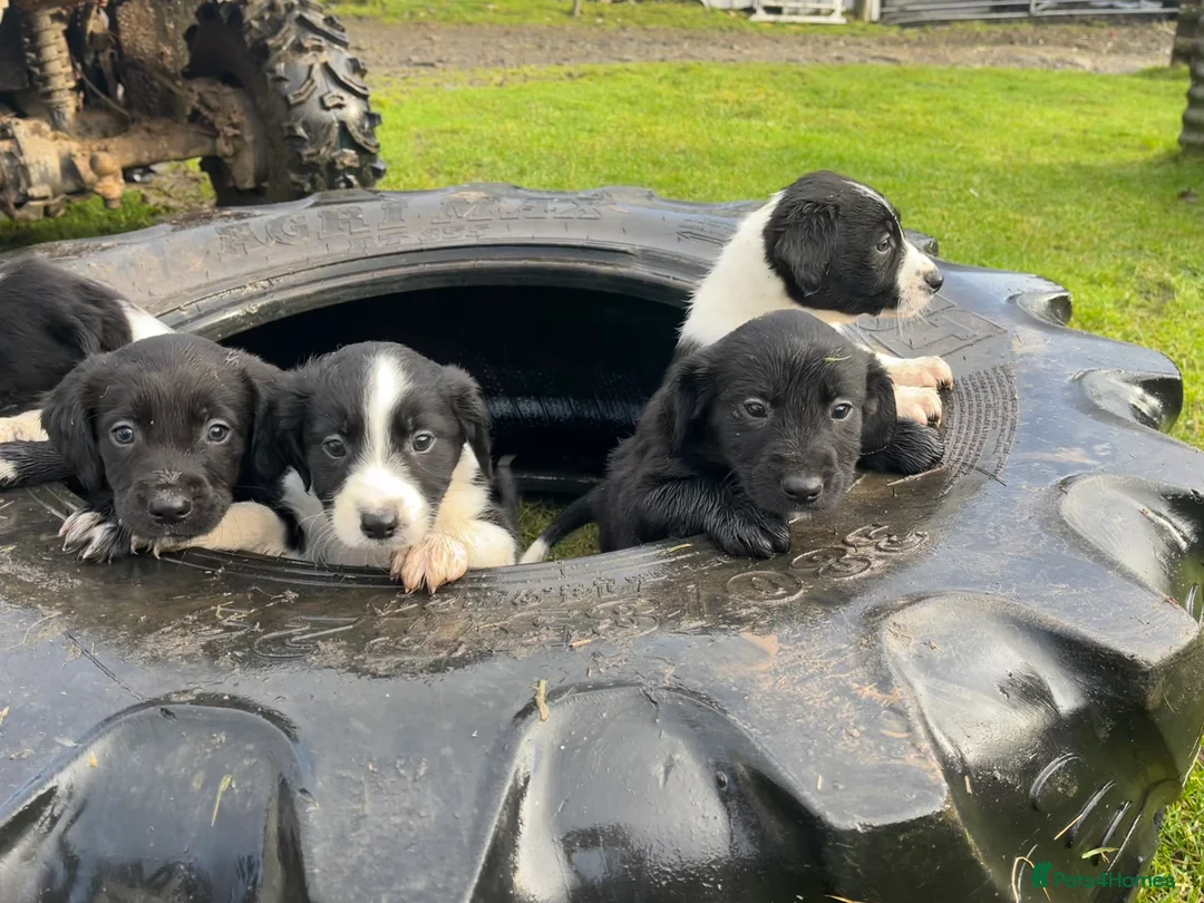 Sprollie dogs for sale: Sprollie puppies  - Advert 16