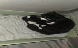 Mixed Breed cats for sale: 9 week old kittens - Image 2