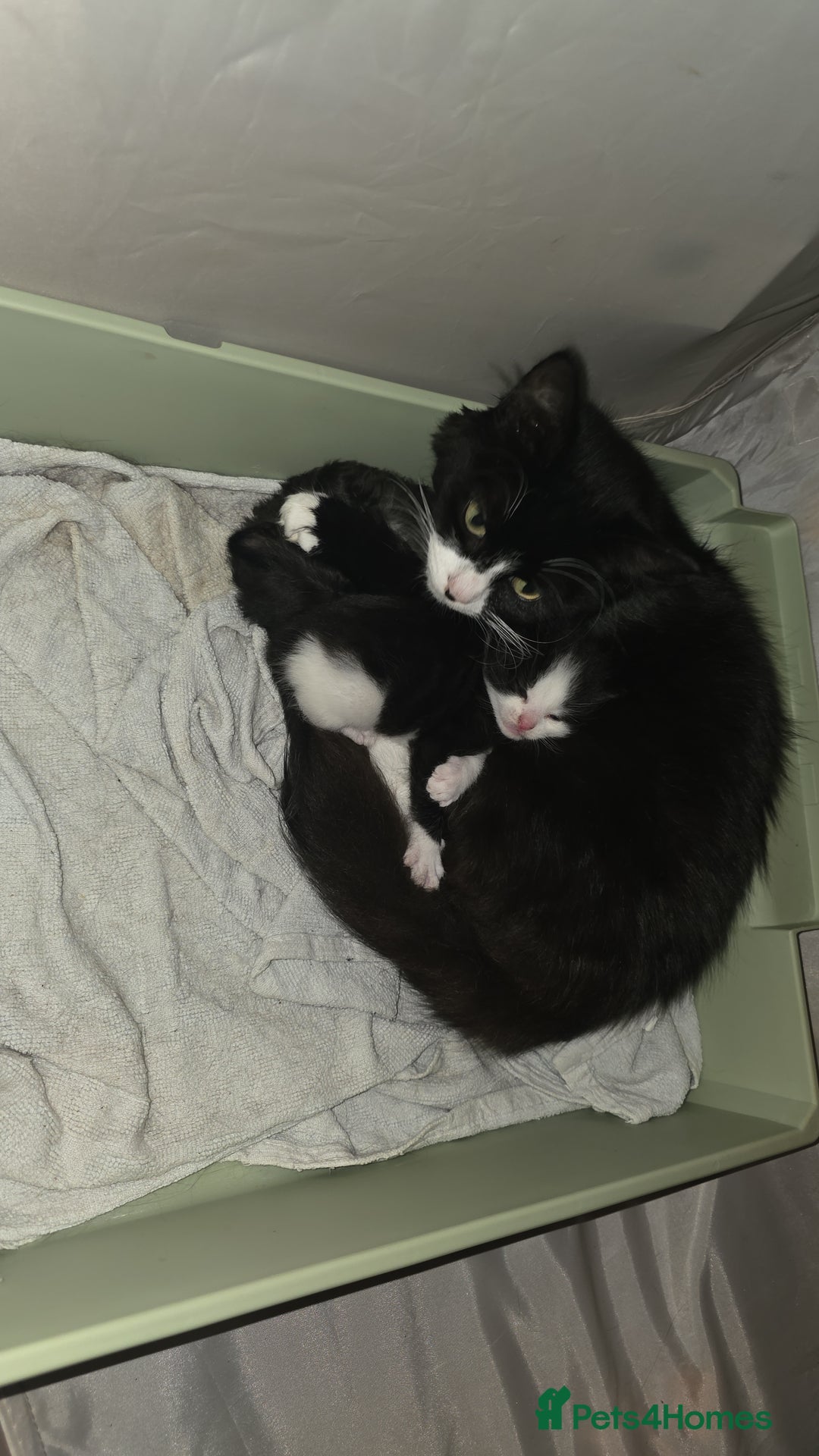 Mixed Breed cats for sale: 9 week old kittens - Image 2