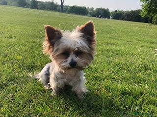 Yorkshire Terrier dogs for stud: Experienced boY for stud small just 1.8kg s in Watford - Advert 1
