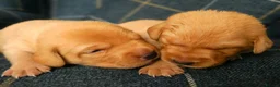 Labrador Retriever dogs for sale: KC registered Fox red labradors in Peterborough - Advert 17