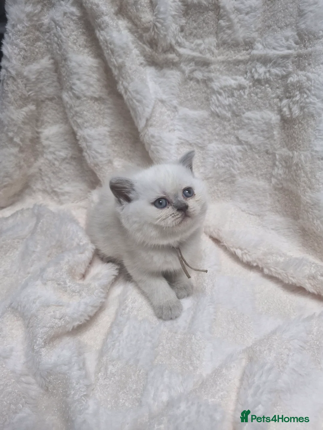 British Shorthair cats for sale: GCCF registered British shorthair and longhair - Advert 2