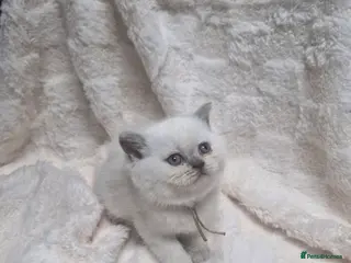 British Shorthair cats GCCF registered British shorthair and longhair - Advert 13