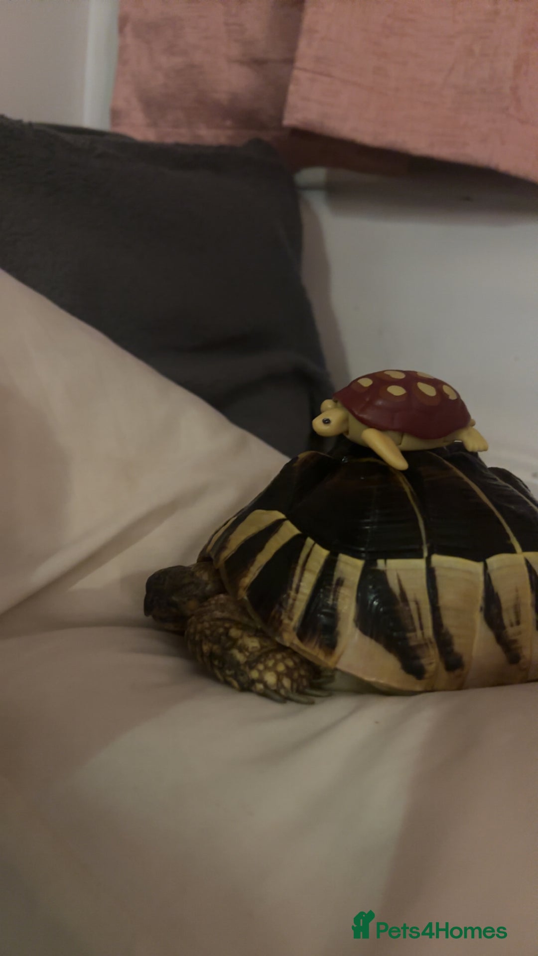 Hermann Tortoise reptiles for sale: Hermann tortoise  - Advert 5