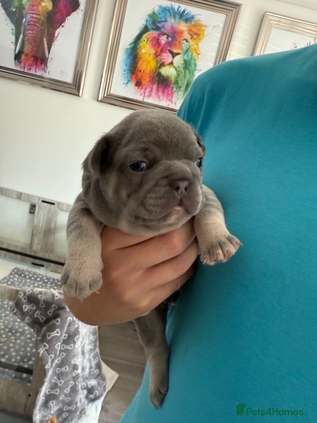French Bulldog dogs for sale: French Bulldogs - Image 4