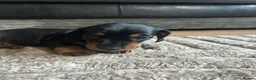 Miniature Dachshund dogs for sale: Miniature Dachshunds  - Advert 17