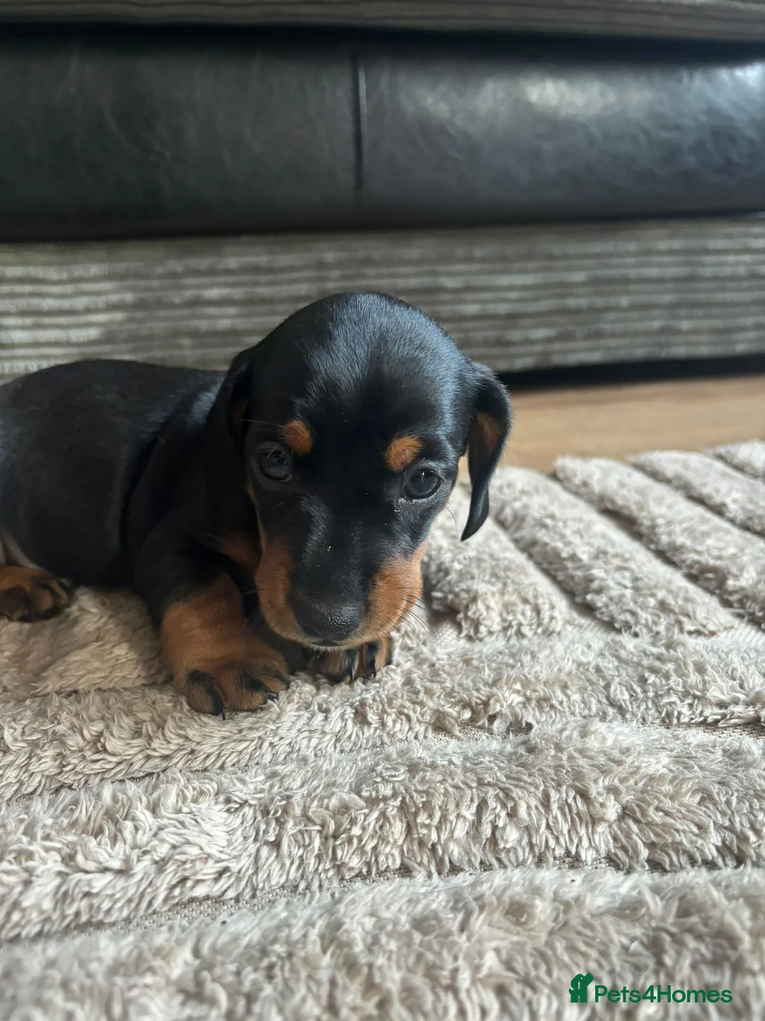Miniature Dachshund dogs for sale: Miniature Dachshunds  - Advert 17