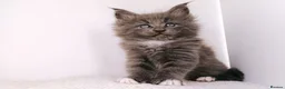Maine Coon cats for sale: DNA health tested Maine coon kittens  - Advert 21